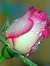 Pink ROse